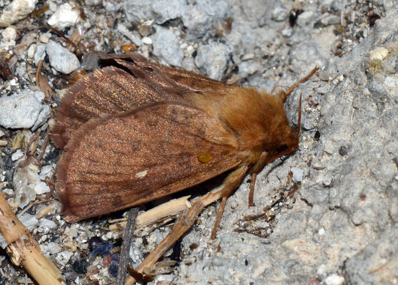 Lasiocampidae  Eriogaster rimicola ?